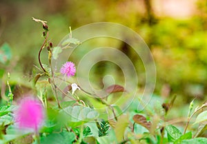 Nature concept for sensitive plant - Mimosa pudica in green nature or in the garden.