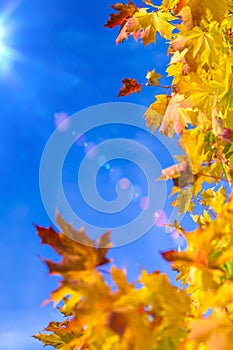 Nature Concepts. Autumn Yellow- Red Maple Leaves Placed as a Frame Against Blue Sky Background. Fall Themes.