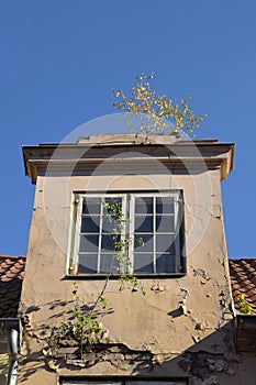 Nature conquered a house in the old town, dormer with window