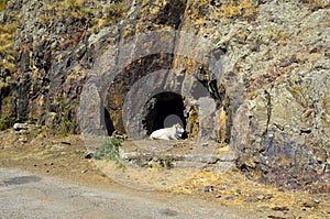 Nature conservation area Eastern Rhodopes for rare Vulture species