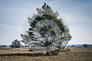 Nature conservation area with many trees