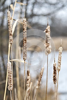 Nature Conservation Preserve cattail marsh