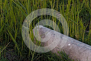 Nature contaminant - pipe for wastewater among green grass on wastelands. Overgrown area and environmental pollution concept.