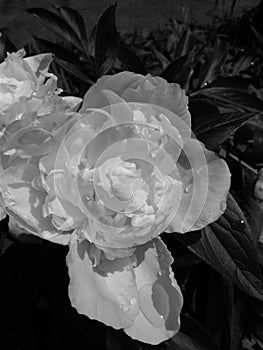 Nature of contrasts. Black and white peony flower. Dew drops.
