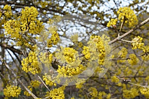 In nature, cornel is real Cornus mas blooms