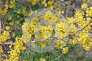 In nature, cornel is real Cornus mas blooms