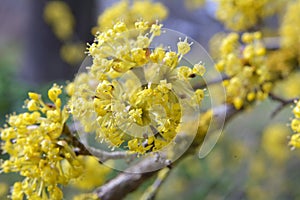 In nature, cornel is real Cornus mas blooms photo