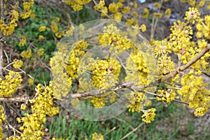 In nature, cornel is real Cornus mas blooms photo
