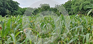 Nature and cornfields merge