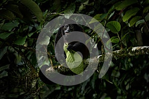 Nature in Costa Rica, monkey. Black monkey Mantled Howler Monkey Alouatta palliata, nature habitat. Animal in Costa Rica national