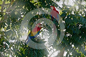 Nature in Costa Rica. Red mascaw parrot on the tree with big leaves. Scarlet Macaw, Ara macao, bird sitting on the branch,