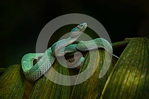 Nature in Costa Rica. Snake Bothriechis lateralis, Green Side-stripe mountain Palm-Pitviper on the green palm tree. Viper in the