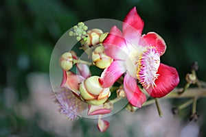 Nature of Couroupita guianensis Aubl