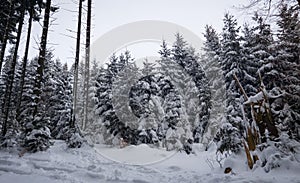 Nature covered in the snow during cold Winter in the country on the hills.