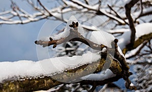 Nature covered in the snow during cold Winter in the country on the hills.