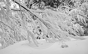 Nature covered in the snow during cold Winter in the country on the hills.