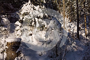 Nature covered in the snow during cold Winter in the country on the hills.