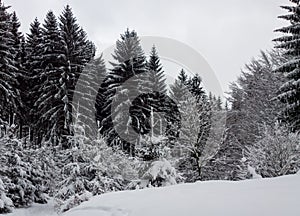Příroda pokrytá sněhem během studené zimy v zemi na kopcích.