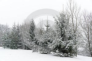 Nature covered in snow during winter. Slovakia