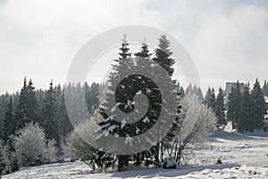 Nature covered in snow during winter. Slovakia