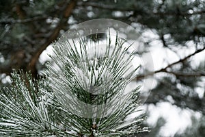 Nature covered in snow during winter. Slovakia