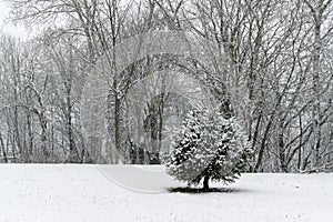 Nature covered in snow during winter. Slovakia