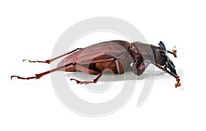 Nature, creature and insect with closeup of beetle in studio for environment, zoology and fauna. Animal, natural and