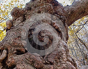 Nature of Crimea. Close-up of texture of tree bark unique old Steven`s maple on Ai-Petri mountain in Crimea.Tree is over 250 years