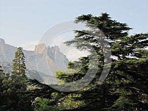 The nature of the crimea mountain ai petri on the background of a coniferous tree
