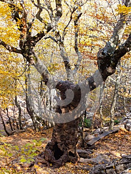 Nature of Crimea. Unique old Steven`s maple on Ai-Petri mountain in Crimea.Tree is over 250 years old