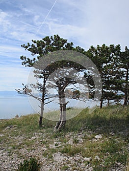 Nature in Croatia at the shore of the Adriatic Sea