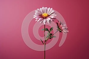 Nature daisy pink isolated spring beauty blossom plant floral flora flower summer background white