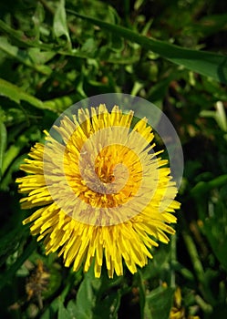 nature dandelion spring green grass flowers bloom flower