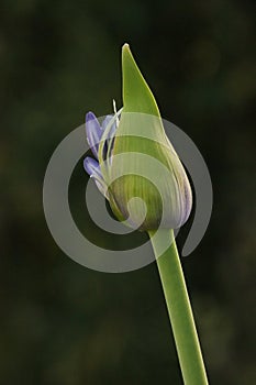 Nature Delicate single Purple lily of the Nile Agapanthus flower bud stem beginning Bloom