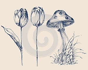 Nature design elements, mushroom and flowers set
