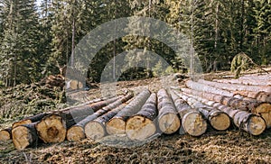 Nature destruction.Logging