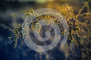 nature detail background of leaves covered with frost