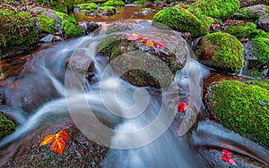 nature detail in forest, flowing water in fall