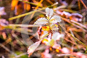 nature detail, frosty plant leaves