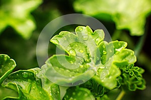 Nature detail. Green leaf texture background, green leaf in the garden with droplets of water. Green concept. Close up