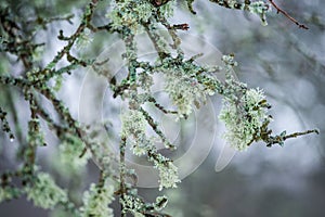 Nature detail tree branches with moss