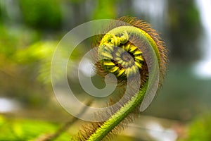 Nature details of fern and Fibonacci series