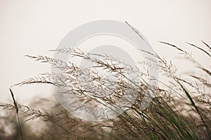 Nature details grass and wind