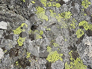 Nature details: many different lichens grow on gray rock surface