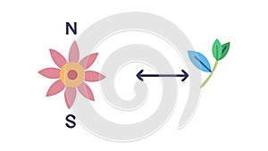 Nature Direction Compass - Navigation, Environment, Growth vector design Generative AI