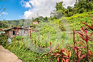 Nature in Dominica, Caribbean