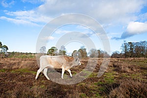 Nature in Dutch Leersummer veld