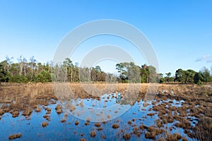 Nature in Dutch Leersummer veld