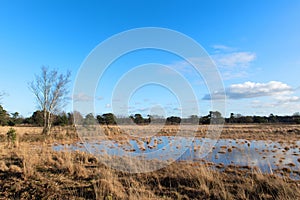 Nature in Dutch Leersummer veld