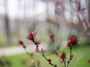 Nature easters background of the young spring leaves